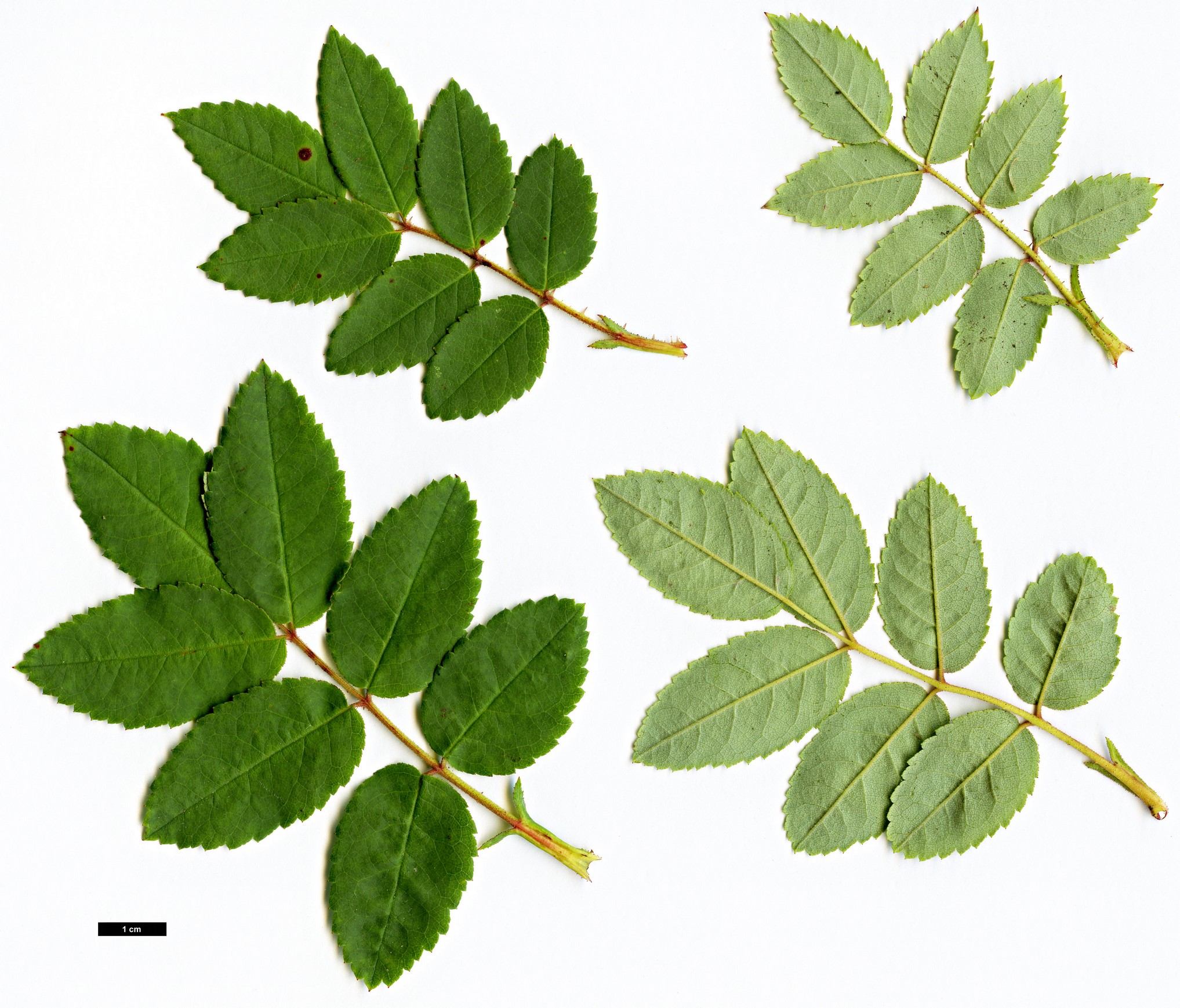 High resolution image: Family: Rosaceae - Genus: Rosa - Taxon: acicularis